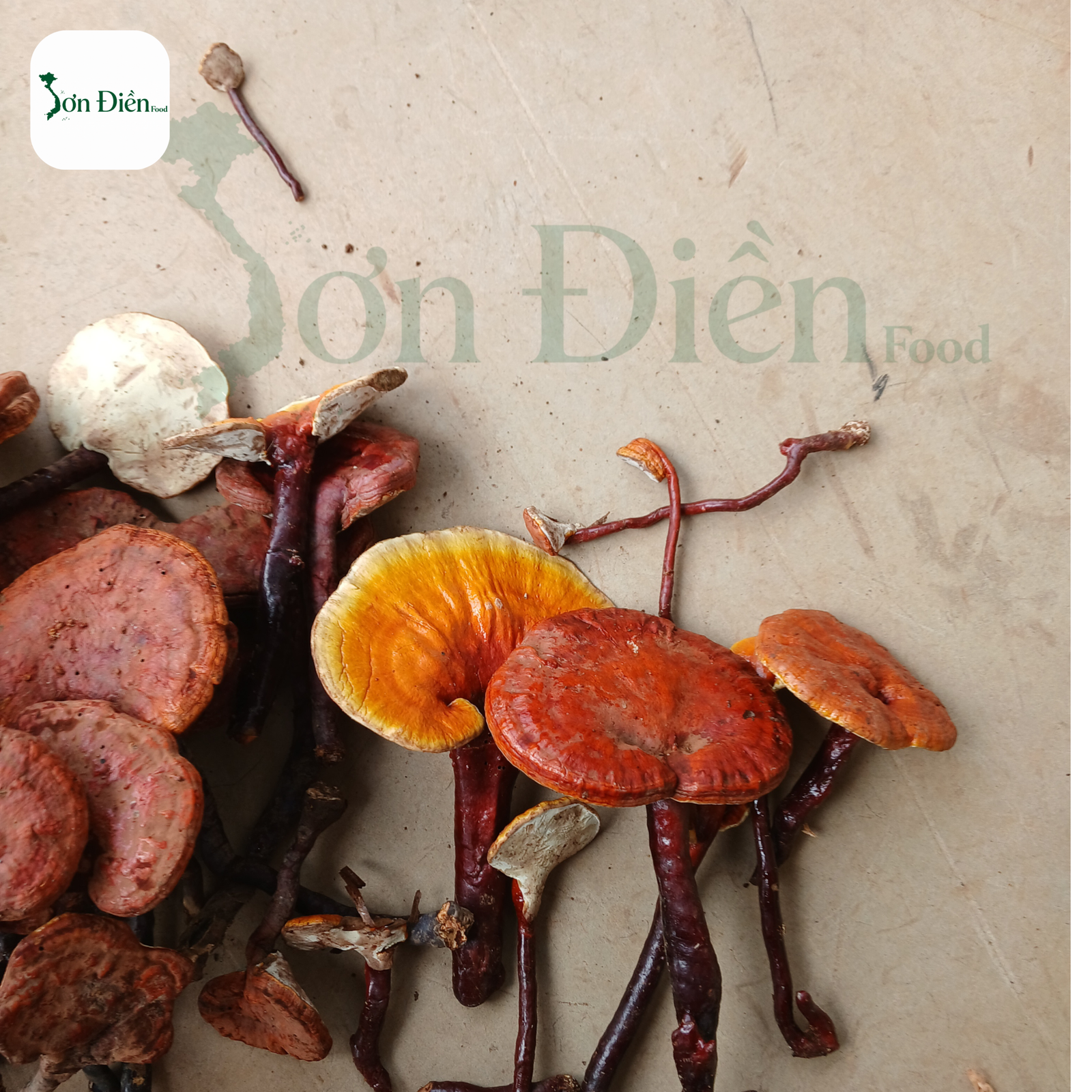 Nấm Lim Xanh Rừng ( Tai Nấm Lớn ) 1kg - Ảnh 6