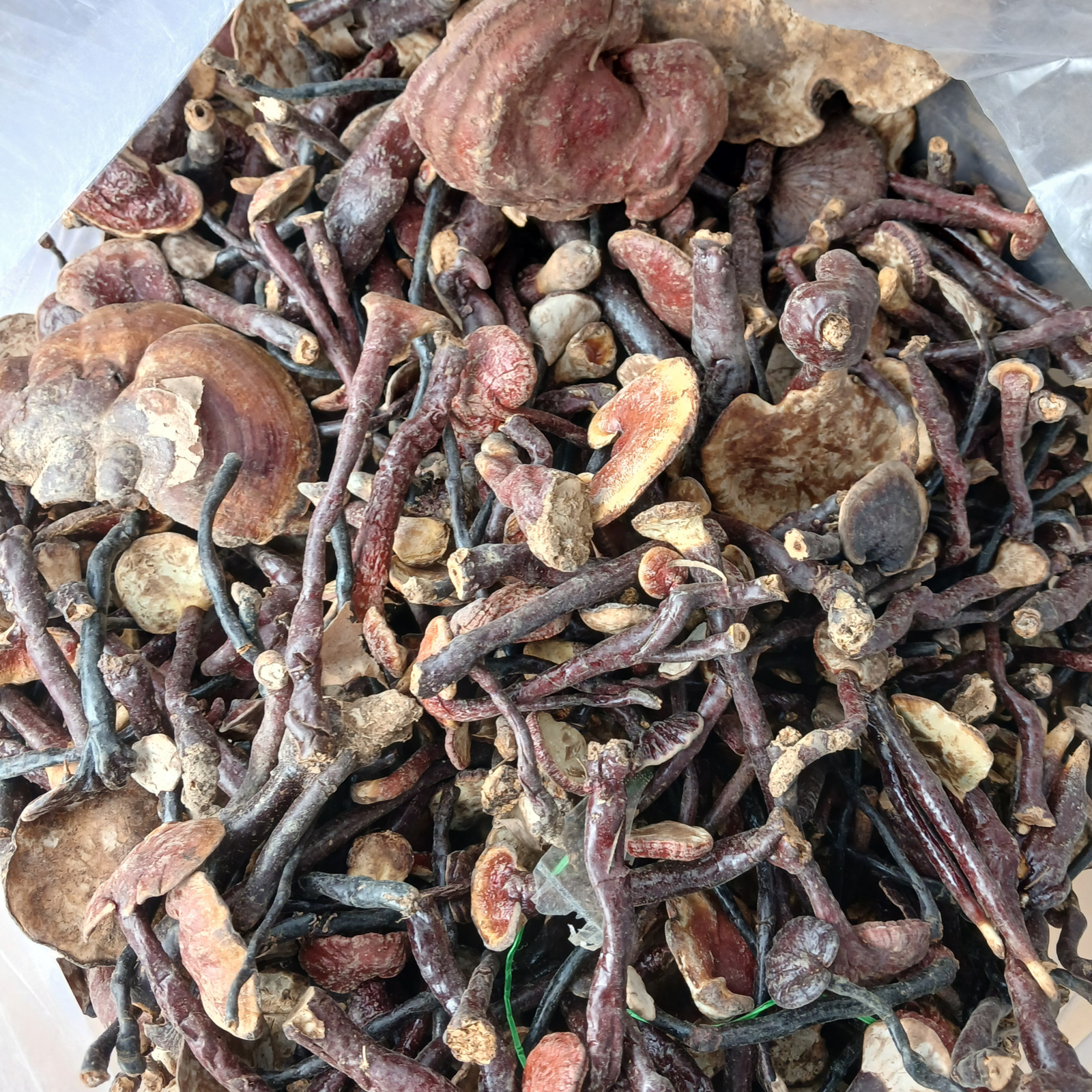 Nấm Lim Xanh Rừng ( Tai Nấm Lớn ) 1kg - Ảnh 3