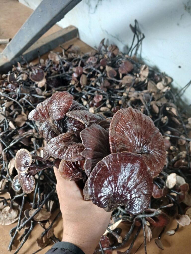 Linh Chi Cổ Cò