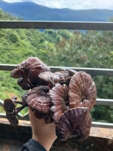 nấm cổ cò đen( linh chi trúc)